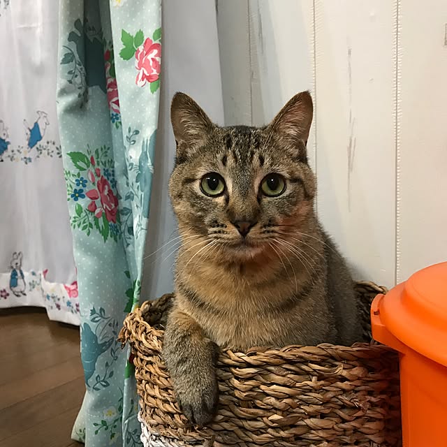 pepeさんの実例写真