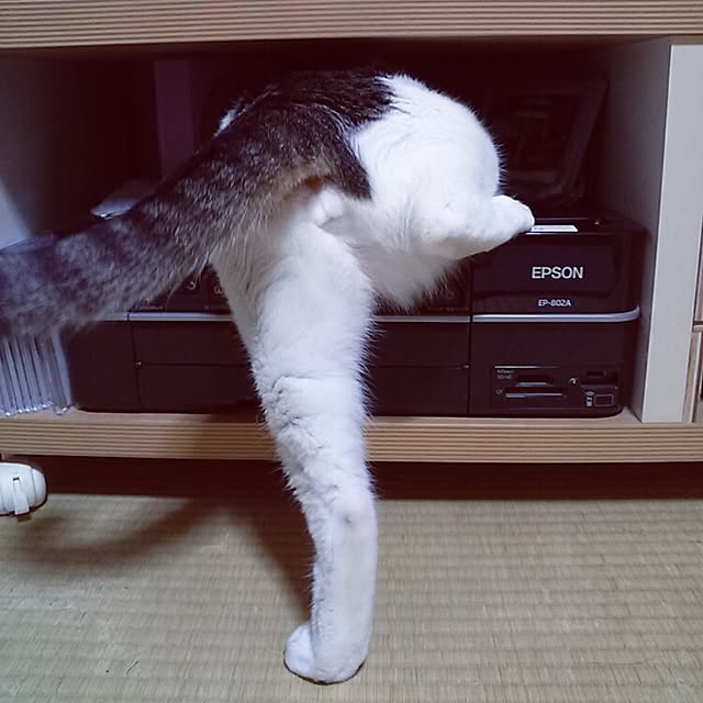 kamekoさんの実例写真