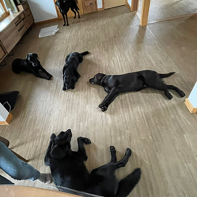 toragenmamさんの実例写真