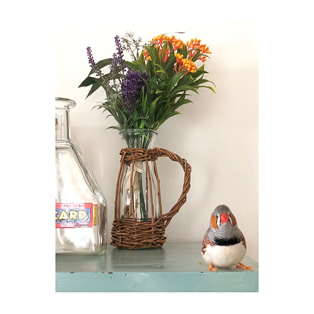 oiseauxさんの実例写真