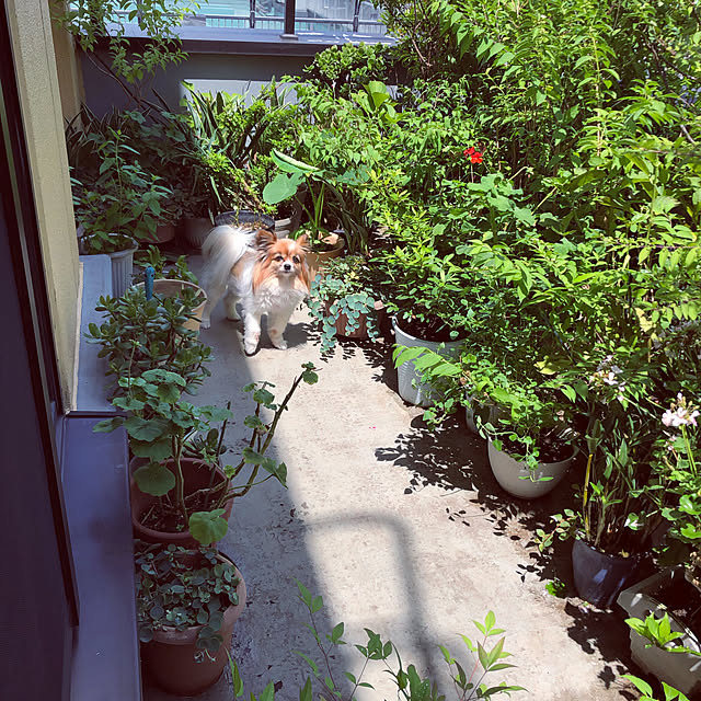 実例写真