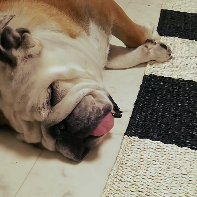 panchobiさんの実例写真