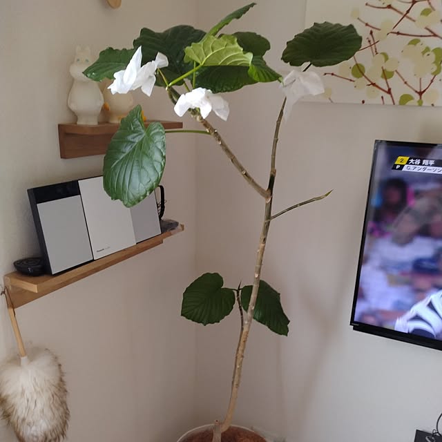 maruchiさんの部屋