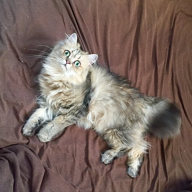 butachanさんの実例写真