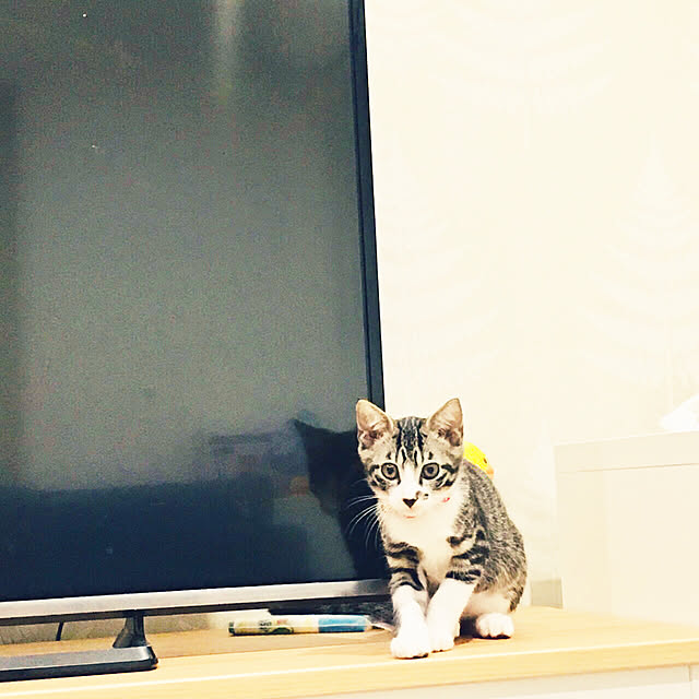 ippu0303Karinさんの実例写真