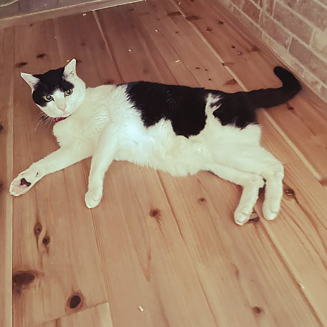 nekosamaさんの実例写真