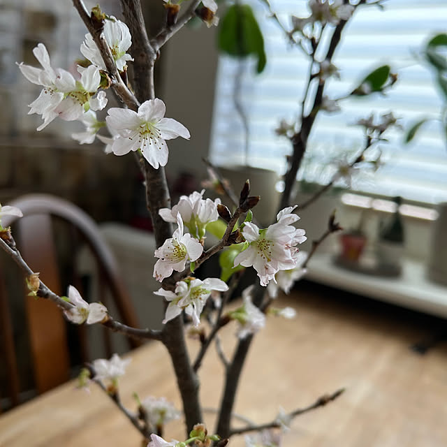 hatsugaさんの部屋