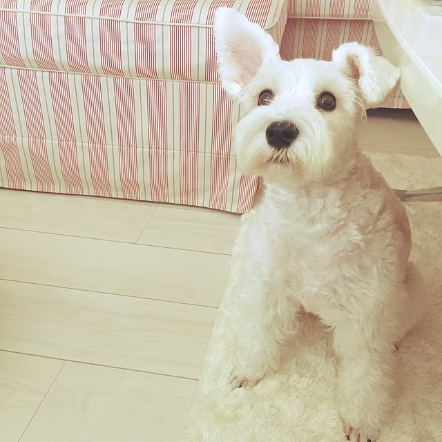 suzyさんの実例写真