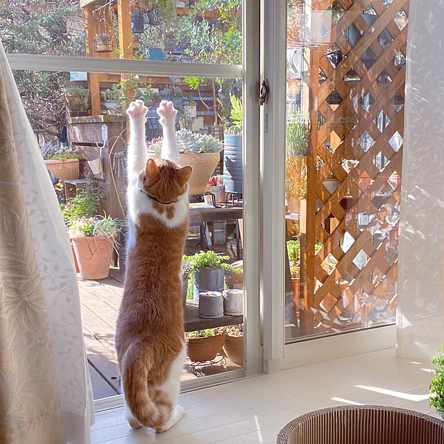 mintteaさんの実例写真