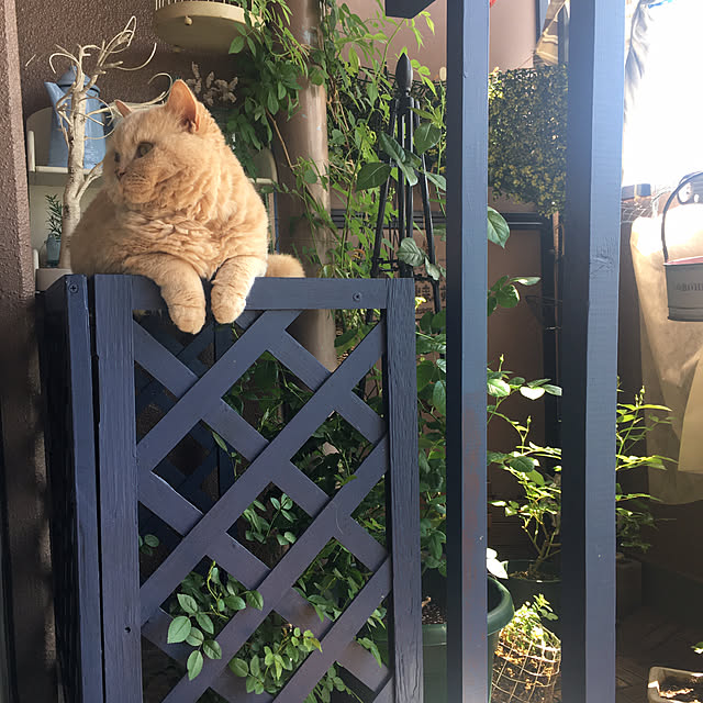 naokoさんの部屋