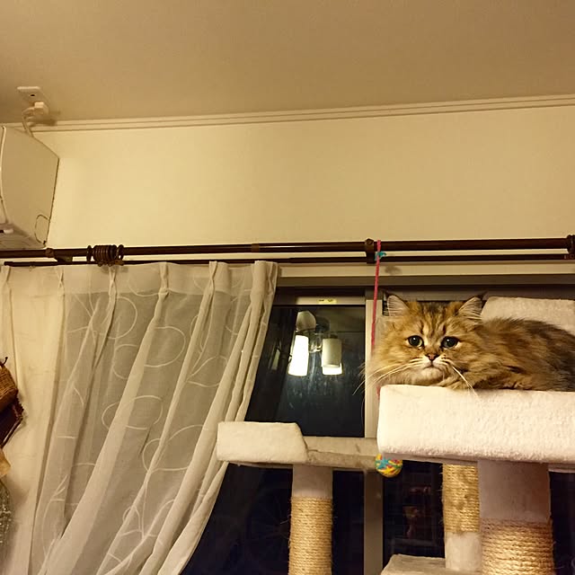 butachanさんの実例写真