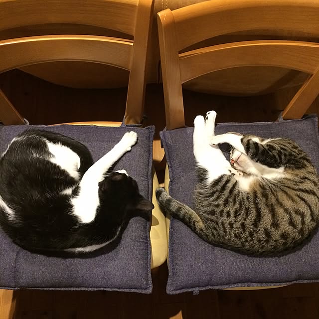 takammyさんの実例写真