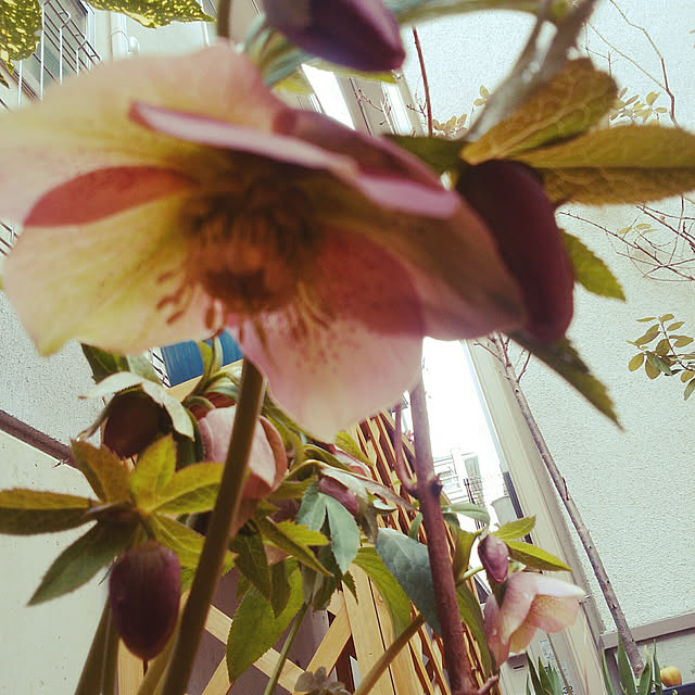 SSさんの実例写真