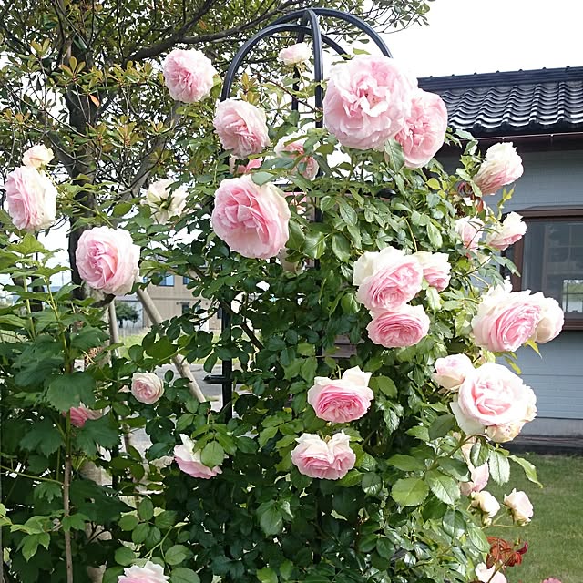 gardengardenさんの実例写真