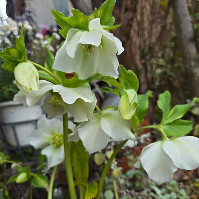 min_nimさんの実例写真