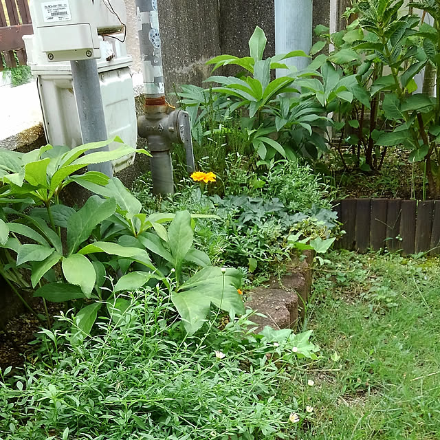 Renさんの実例写真