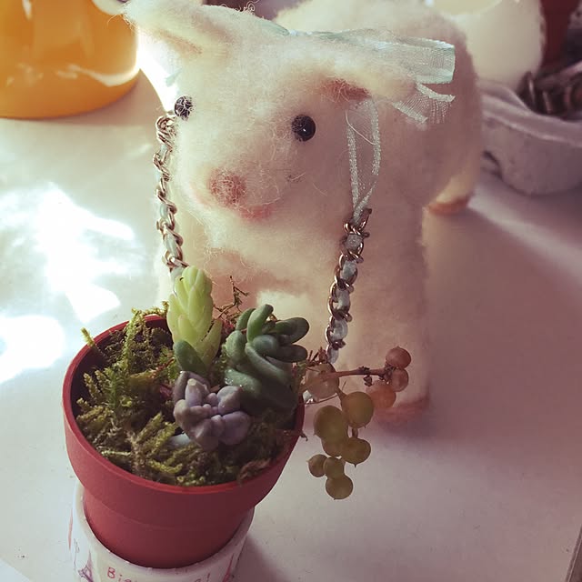 棚/羊毛フェルト/100均/多肉植物/観葉植物...などのインテリア実例 - 2015-06-21 07:53:20