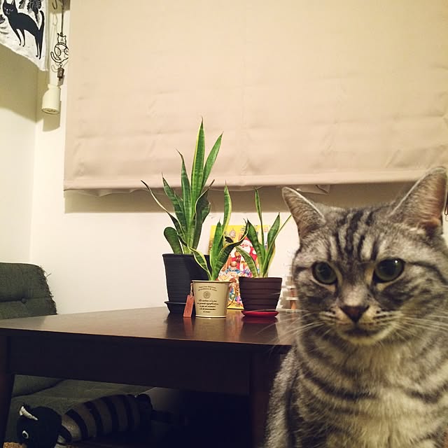 mikomaruさんの実例写真