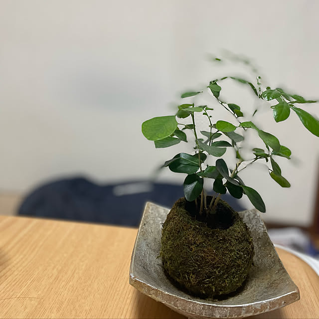 観葉植物/ナチュラル/雑貨/机のインテリア実例 - 2021-11-11 19:48:35