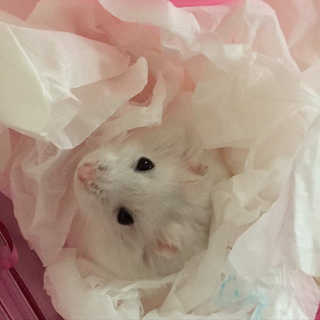 meguさんの実例写真