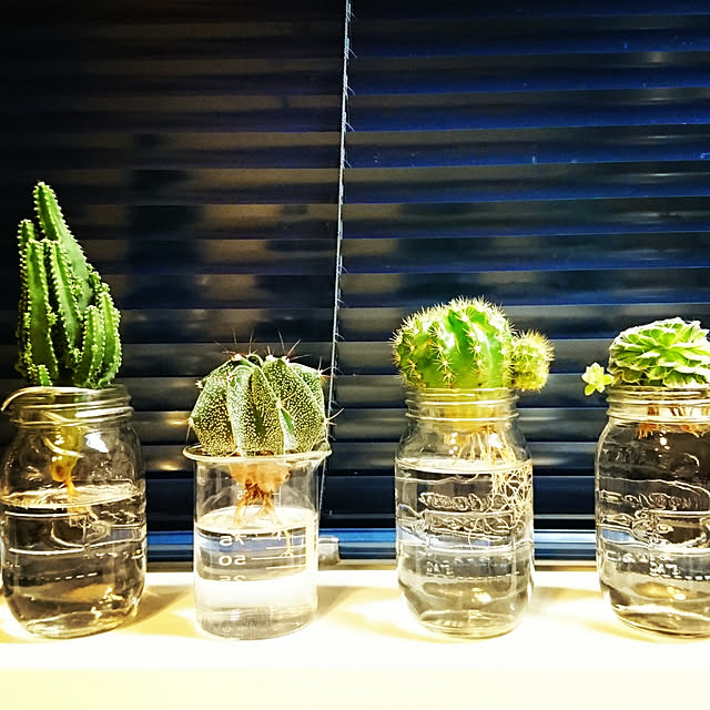 棚/マンション暮らし/セリア/観葉植物のある暮らし/サボテン...などのインテリア実例 - 2018-10-14 19:15:39