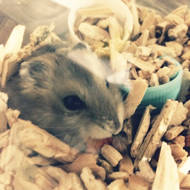 oukさんの実例写真