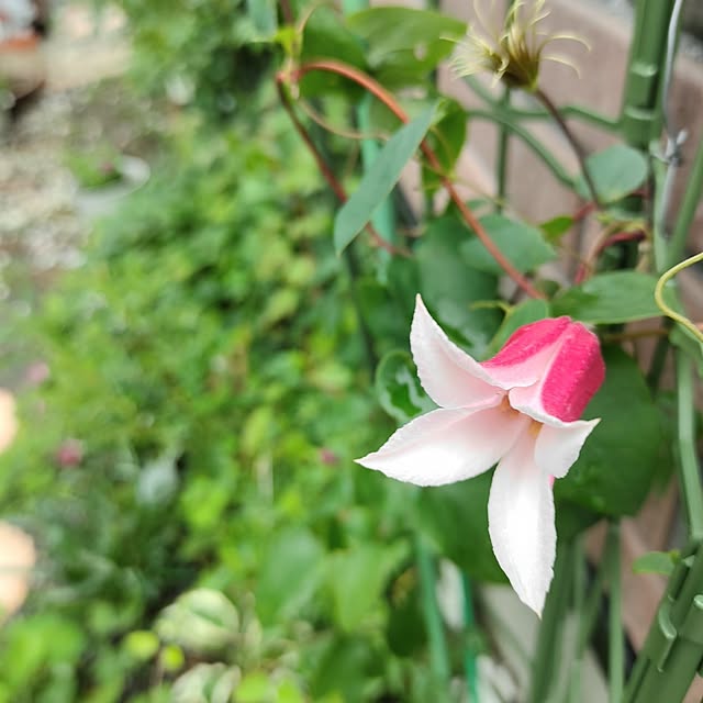 kiraさんの部屋