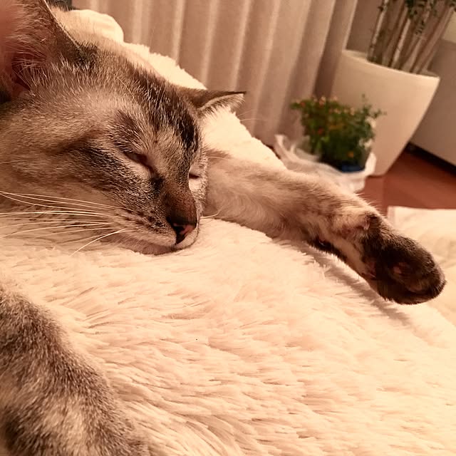 noelさんの実例写真