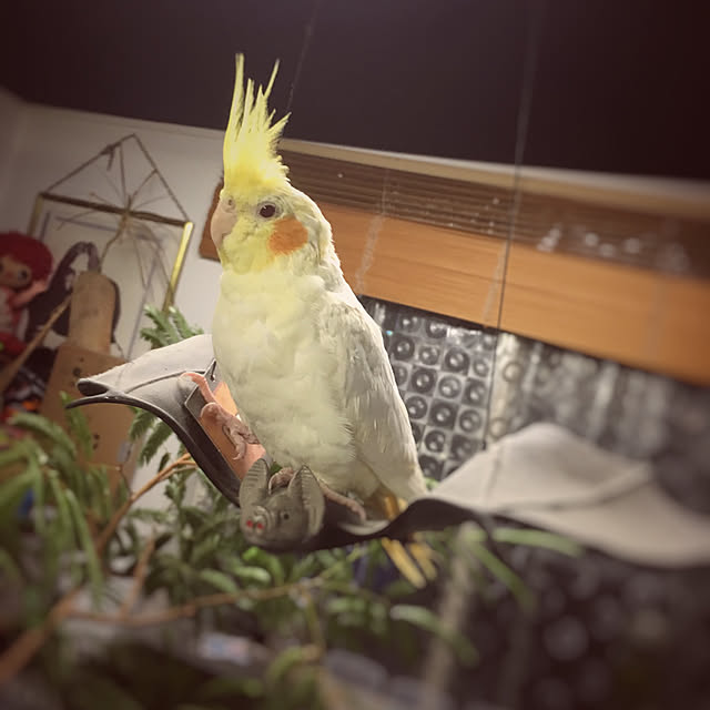 TOYTOYさんの実例写真