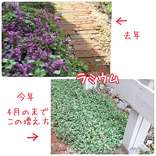 kotoriさんの実例写真