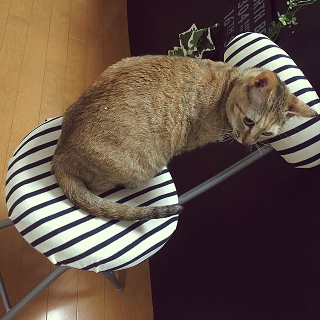 jdannabcさんの実例写真