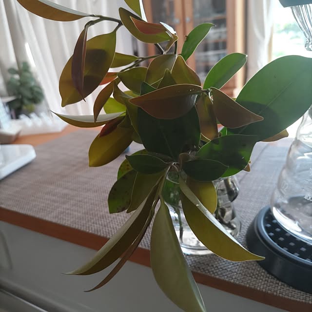 salacocoさんの部屋