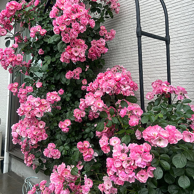 miukiさんの実例写真