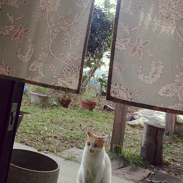 nyaromeさんの実例写真