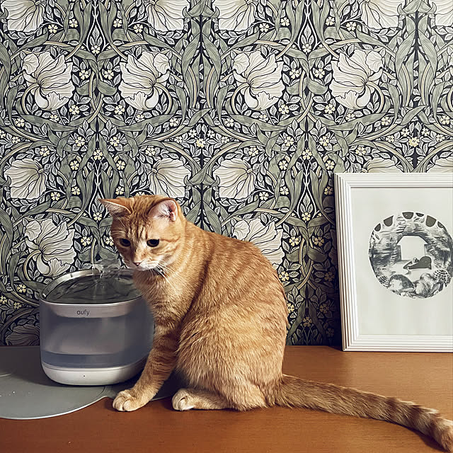 okogeさんの実例写真