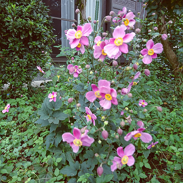 koppeさんの実例写真