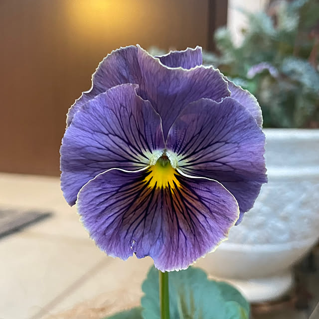 shiropenguinさんの実例写真