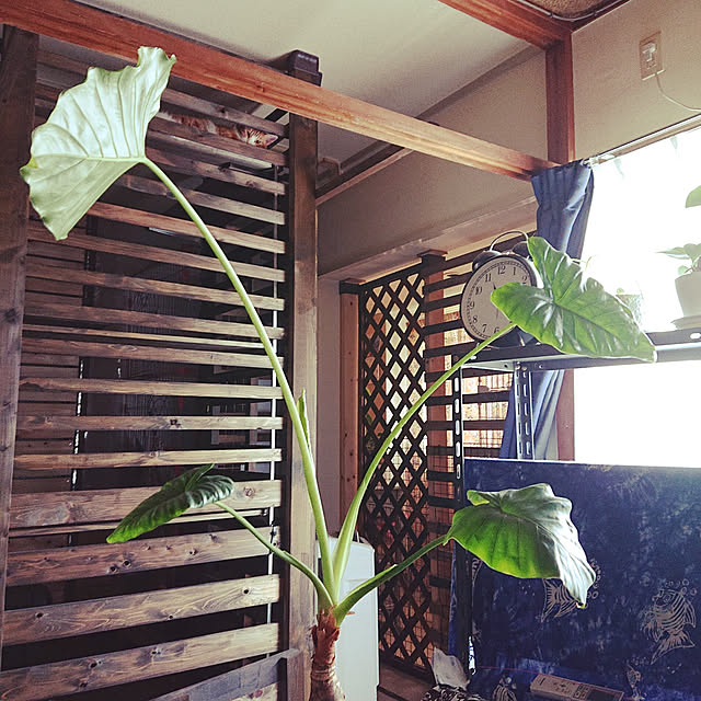 部屋全体/くわずいもちゃん♥/DIY/皆様いつもありがとうございます♡/一人暮らし...などのインテリア実例 - 2022-08-02 11:19:31
