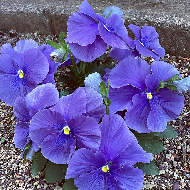 richanさんの部屋