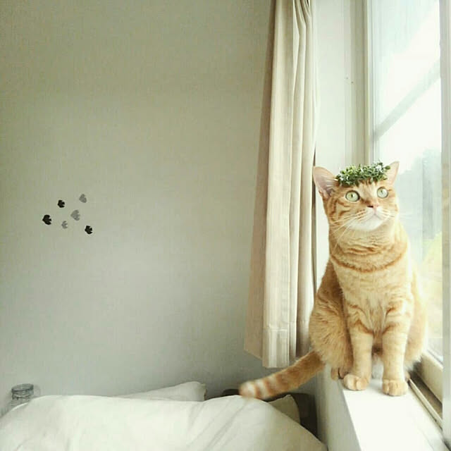 mayutan.さんの実例写真
