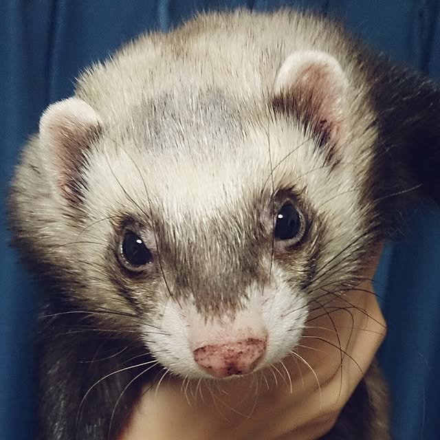 yipuuさんの実例写真