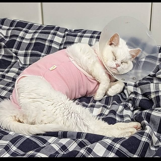 NOAHさんの部屋