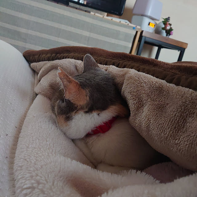 fukuさんの実例写真