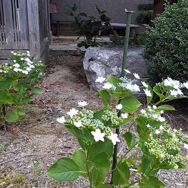 部屋全体/古民家暮らし/和風庭園/古民家/築70年...などのインテリア実例 - 2022-06-05 08:36:35