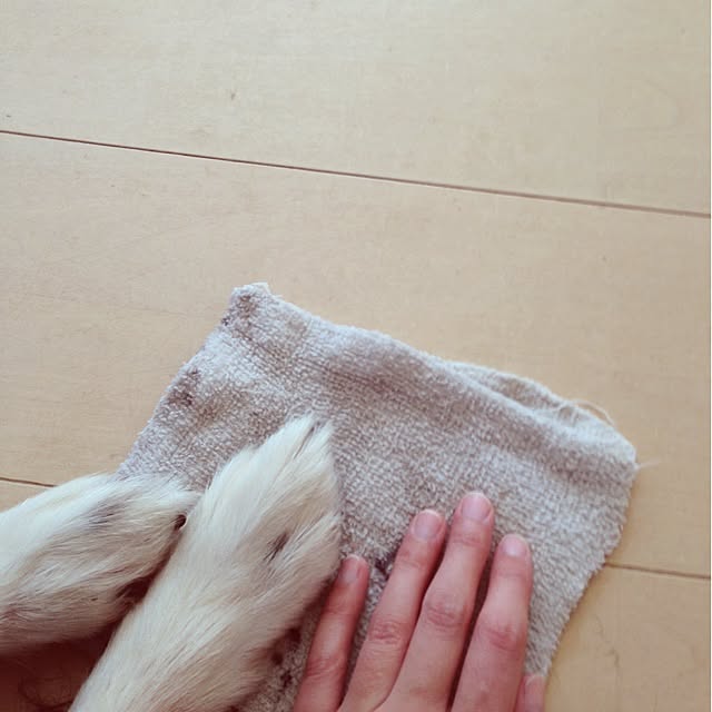SterNさんの実例写真