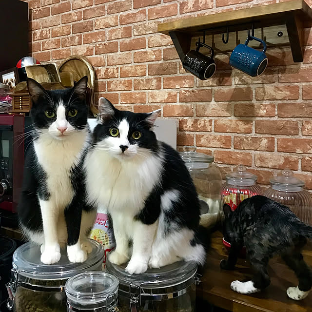 butachanさんの実例写真