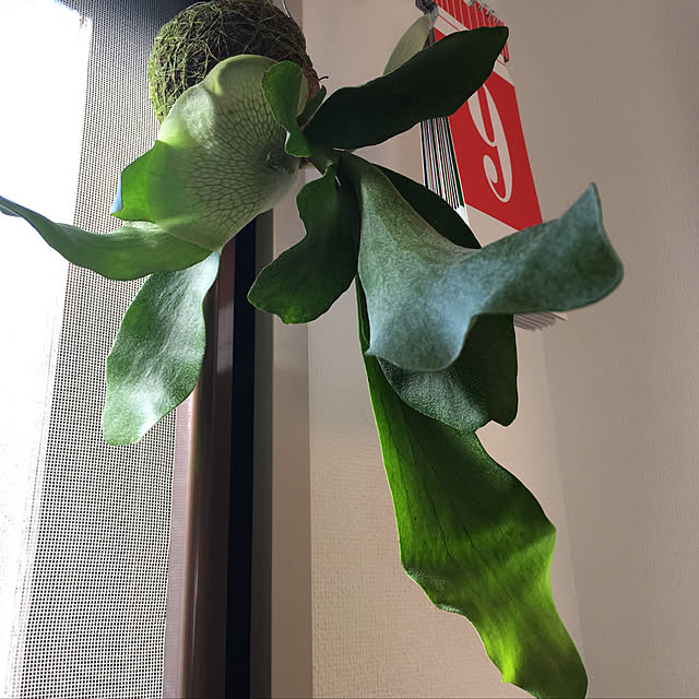 cccさんの実例写真