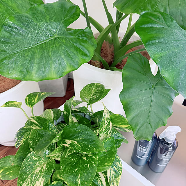 hanahana1444さんの部屋
