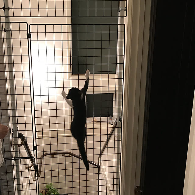 akuakuさんの実例写真