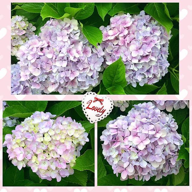 HappyRoseさんの実例写真